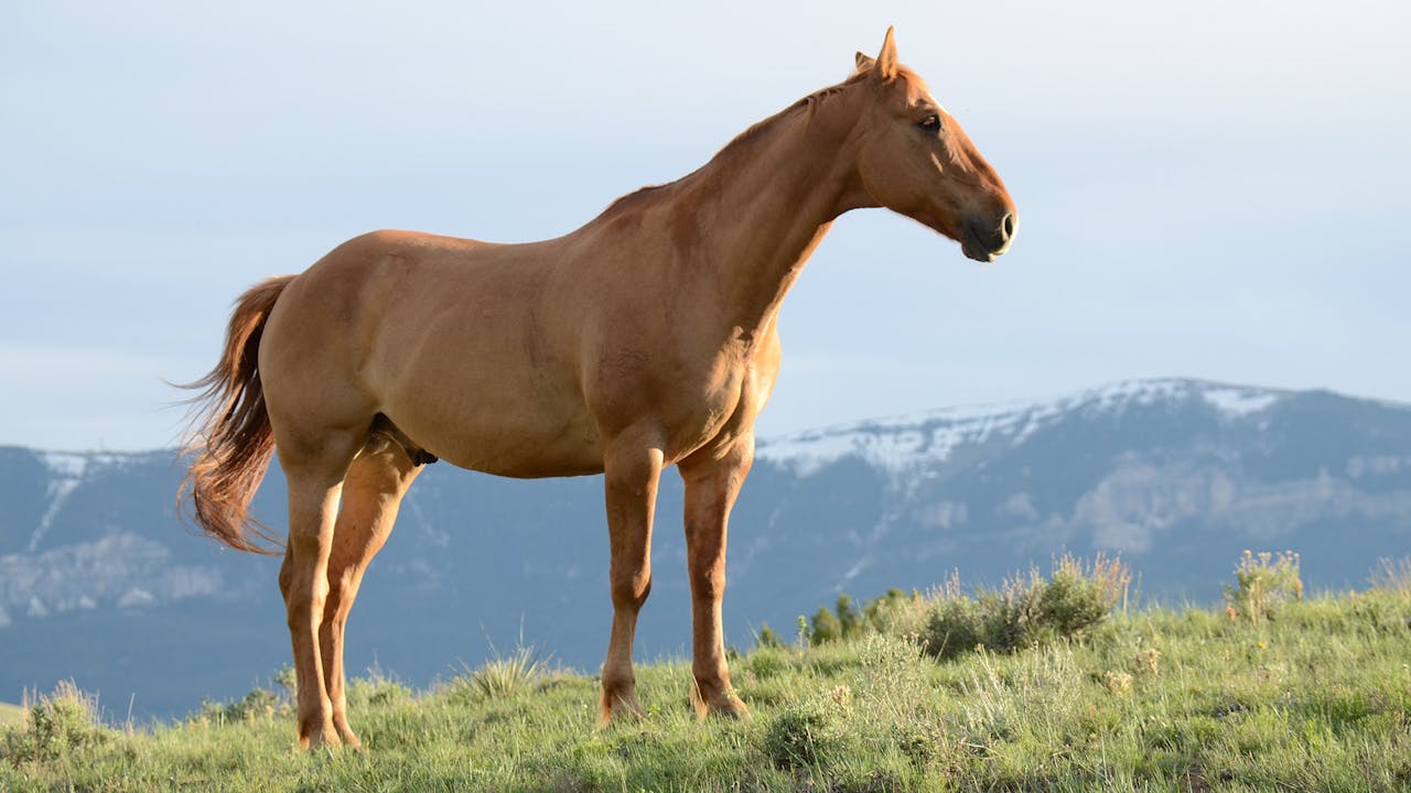 Exclusive luxury equestrian estate Europe