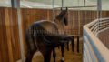 02_Fuhranlage-