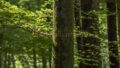Außenansicht — Waldlage