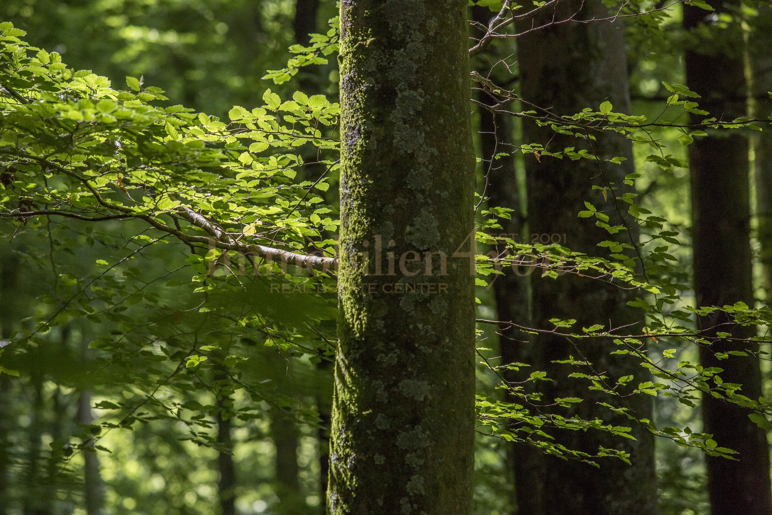 Außenansicht — Waldlage