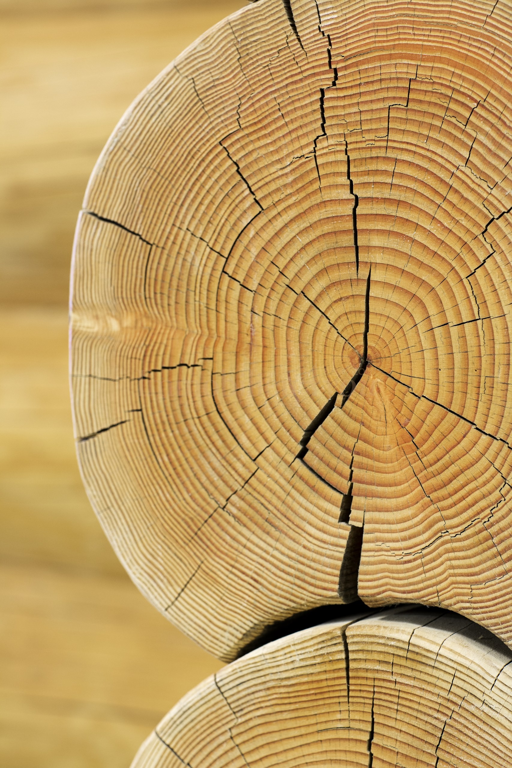 Restaurant — Holzdetail Blockbau