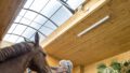 Stallungen — Box Pferd am Fenster