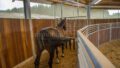 Training — Führanlage Pferd